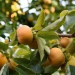 Seasonal Impacts on Fruit Tree Productivity