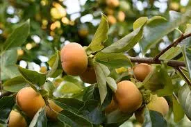 Seasonal Impacts on Fruit Tree Productivity