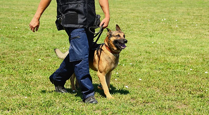 From Service to Security Canine Roles